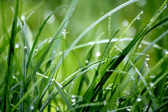 gras met dauwdruppels